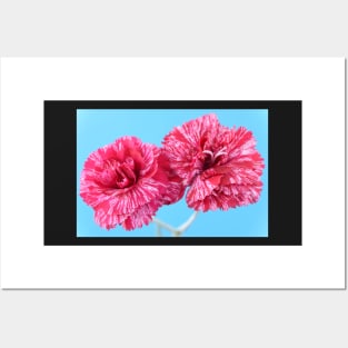 Dianthus  &#39;Cosmic Swirl Red&#39;  Pink Posters and Art